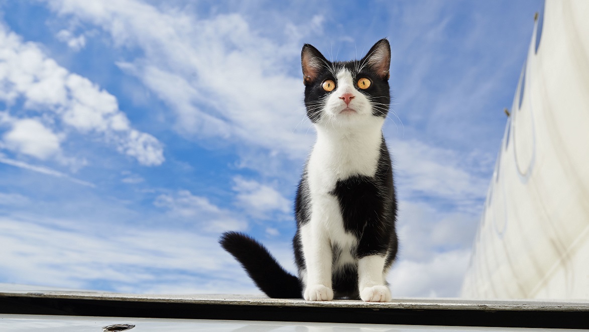 Transports d'animaux : les compagnies aériennes sur la sellette